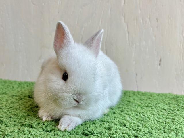 �λƤ������β���