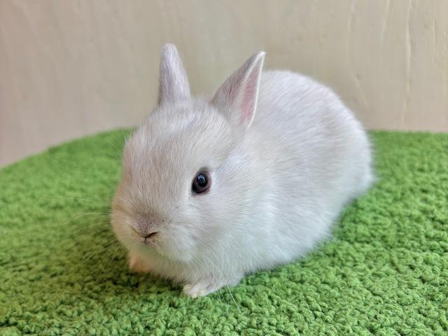 �λƤ������β���