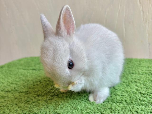 �λƤ������β���