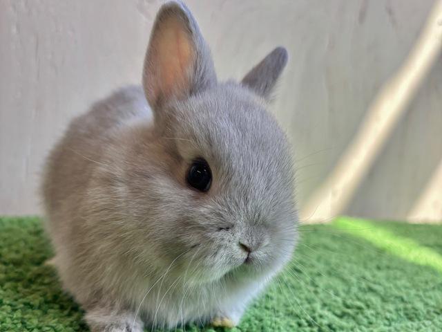 �λƤ������β���