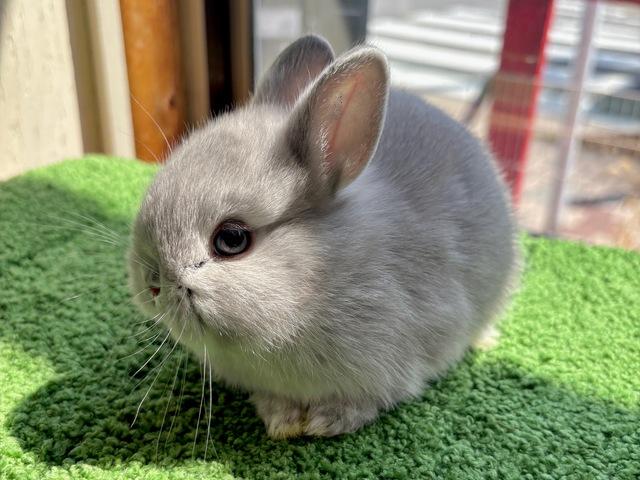 �λƤ������β���