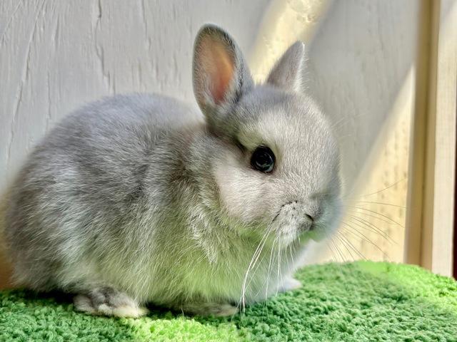 �λƤ������β���