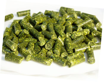 �ʥ����롦���쥯�Ȥμ̿�