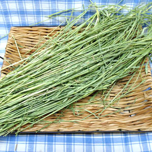 B001 �ϡ��ɥ����ץ��⥷���μ̿�