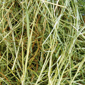 B003 US Timothy 2nd Cut�μ̿�