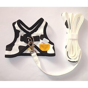 J007 �⡼�⡼���եȤμ̿�