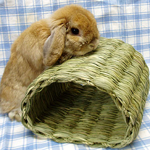 L002 �ȥ�ͥ�μ̿�