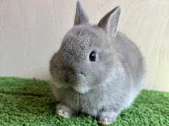 �ͥ������ɥɥ�դλƤ������β���