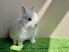 �ͥ������ɥɥ�դλƤ������β���